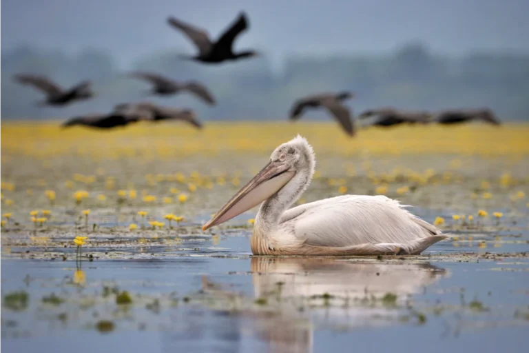 Wildlife - Lake Kerkini, Northern Greece