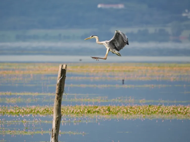Lake Kerkini - Birdwatching
