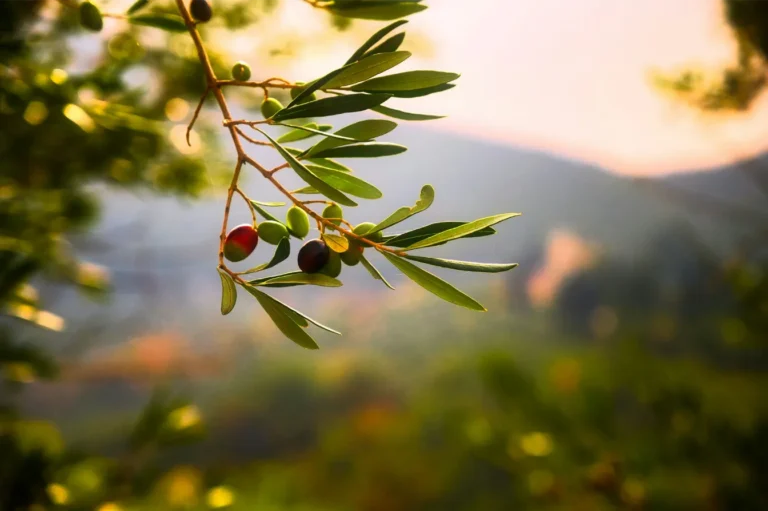 Olive tree farm in Messinia